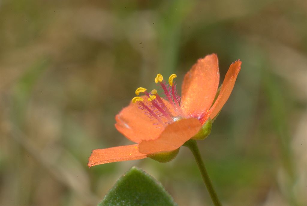 Anagallis arvensis